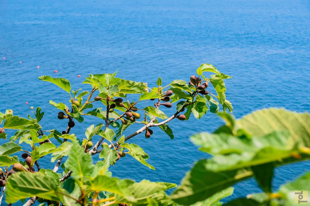 Feigen über dem Wasser Feigenbaum Amalfi Küste Italien